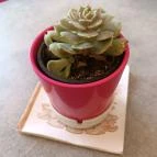 Kastély Kávézó Gyula - Egyéb