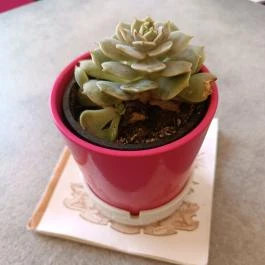 Kastély Kávézó, Gyula - Egyéb