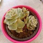 Kastély Kávézó Gyula - Egyéb