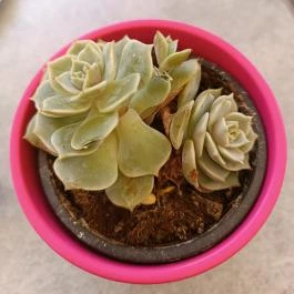 Kastély Kávézó, Gyula - Egyéb