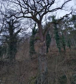 4. legjobb látnivaló: 300 éves tölgy