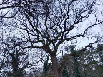 300 éves tölgy Noszvaj