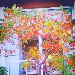 CE Plaza Hotel, Siófok - Környék