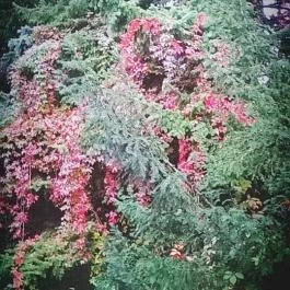 Club Aliga Balatonvilágos - Környék