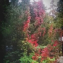 Club Aliga Balatonvilágos - Környék