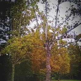 Club Aliga Balatonvilágos - Környék