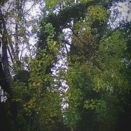 Club Aliga Balatonvilágos - Környék