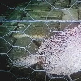 Zichy Park Hotel, Bikács - Egyéb