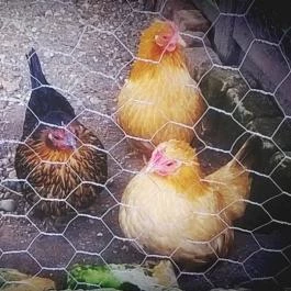 Zichy Park Hotel, Bikács - Egyéb