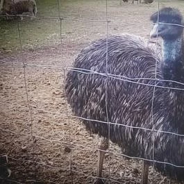 Zichy Park Hotel, Bikács - Egyéb