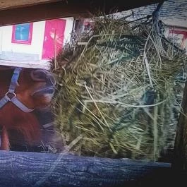 Zichy Park Hotel, Bikács - Egyéb