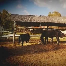 Zichy Park Hotel, Bikács - Egyéb