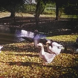 Zichy Park Hotel, Bikács - Egyéb