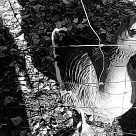 Zichy Park Hotel, Bikács - Egyéb