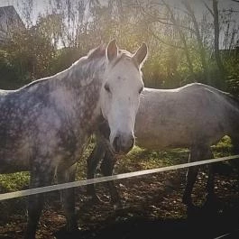 Zichy Park Hotel, Bikács - Egyéb