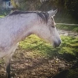 Zichy Park Hotel, Bikács - Egyéb