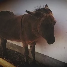 Zichy Park Hotel, Bikács - Egyéb