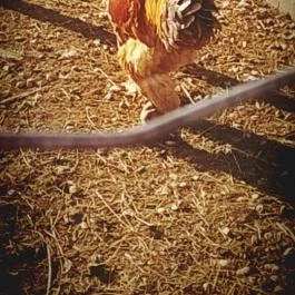 Zichy Park Hotel, Bikács - Egyéb