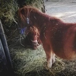 Zichy Park Hotel, Bikács - Egyéb