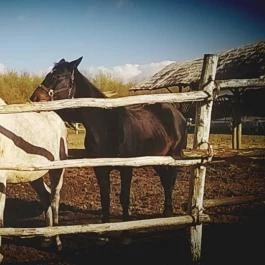 Zichy Park Hotel, Bikács - Egyéb
