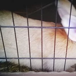 Zichy Park Hotel, Bikács - Egyéb