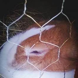 Zichy Park Hotel, Bikács - Egyéb