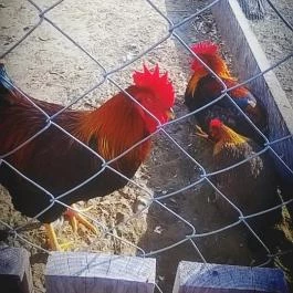 Zichy Park Hotel, Bikács - Egyéb