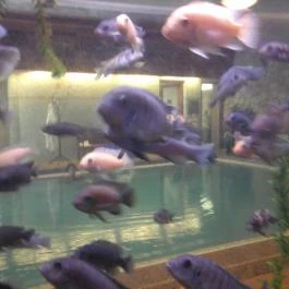 NaturMed Hotel Carbona Hévíz - Belső