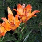 Gosztola Gyöngye-az erdő szállodája Gosztola - Környék