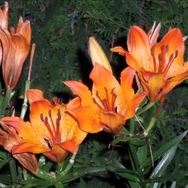 Gosztola Gyöngye-az erdő szállodája Gosztola - Környék