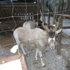 Kecskeméti Vadaskert Kecskemét - Egyéb