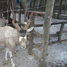 Kecskeméti Vadaskert Kecskemét - Egyéb