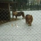 Kecskeméti Vadaskert Kecskemét - Egyéb