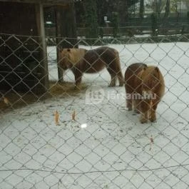 Kecskeméti Vadaskert Kecskemét - Egyéb