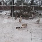 Kecskeméti Vadaskert Kecskemét - Egyéb