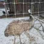 Kecskeméti Vadaskert Kecskemét - Egyéb