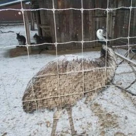 Kecskeméti Vadaskert Kecskemét - Egyéb