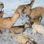 Kecskeméti Vadaskert Kecskemét - Egyéb