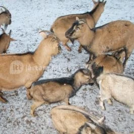 Kecskeméti Vadaskert Kecskemét - Egyéb