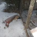 Kecskeméti Vadaskert Kecskemét - Egyéb