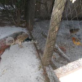 Kecskeméti Vadaskert Kecskemét - Egyéb