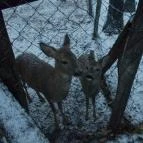 Kecskeméti Vadaskert Kecskemét - Egyéb