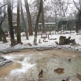 Kecskeméti Vadaskert Kecskemét - Egyéb