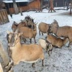 Kecskeméti Vadaskert Kecskemét - Egyéb