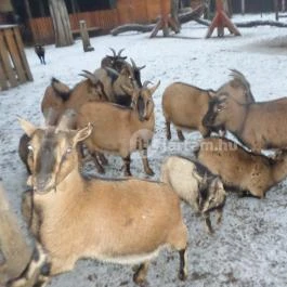 Kecskeméti Vadaskert Kecskemét - Egyéb