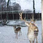 Kecskeméti Vadaskert Kecskemét - Egyéb