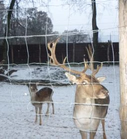 Kecskeméti Vadaskert