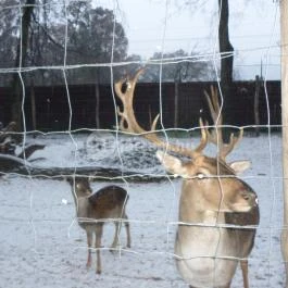 Kecskeméti Vadaskert Kecskemét - Egyéb
