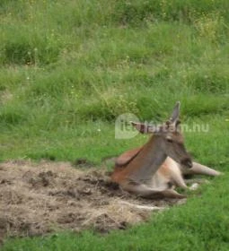 Ménes Vendégház (Ökopark Bükkösd)