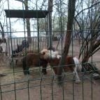 Szigethalmi Családi Vadaspark Szigethalom - Egyéb